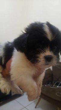 Shih Tzu