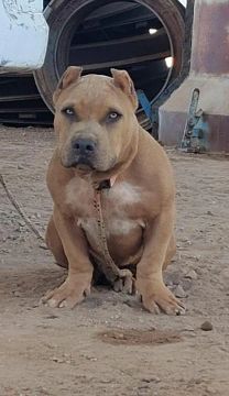 Pitbull filhote