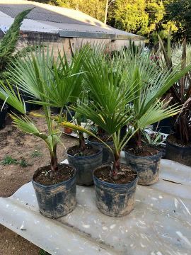 Palmeira azul &  Washingtonia 