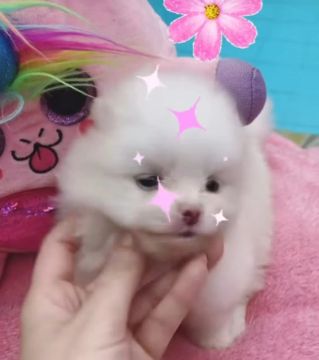 Linda filhote fêmea de Spitz Alemão Branca 