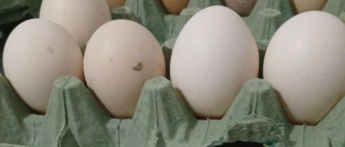 Vendo ovos férteis de galinha poedeira legornia 