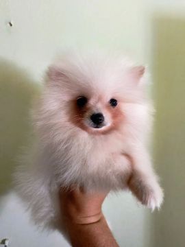 Filhote de Spitz Alemão fêmea 