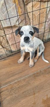 Filhote Blue heeler boiadeiro australiano pastoreio