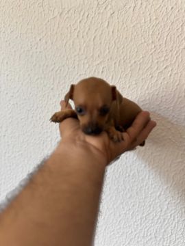 Pinscher Miniatura (