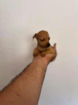 @ pinscher miniatura macho e fêmea 