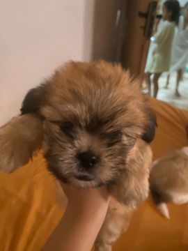 Filhote Shih Tzu macho