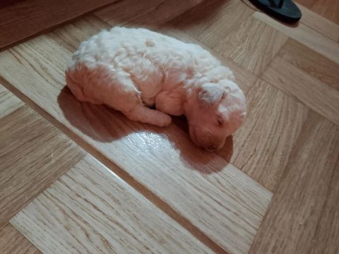Filhote de Poodle Macho.!!