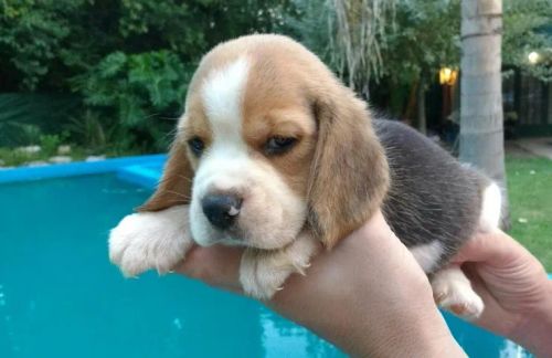 Beagle Filhotes: Companheiros Perfeitos para a Família!
