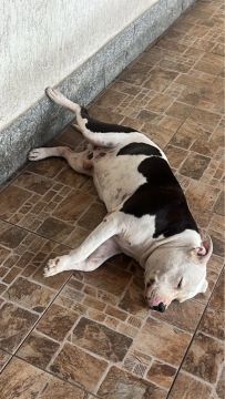 Cachorro doação 