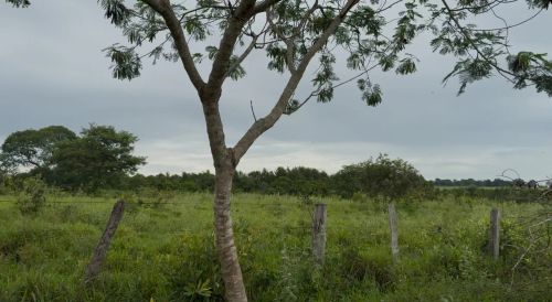 Excelente Fazenda 200 has DUPLA APTIDÃO 40 km de Campo Grande MS