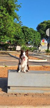 Border Collie adestrado de 2 anos - Inteligente, obediente e pronto pra morar com você!?