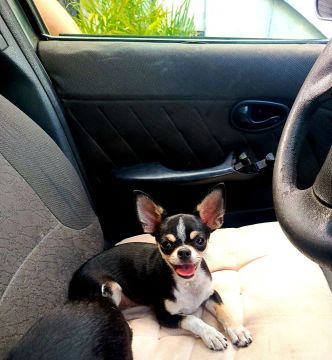 Chihuahua machos filhotes Fofos e legítimos 