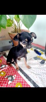 Pinscher Fofo Procurando Lar