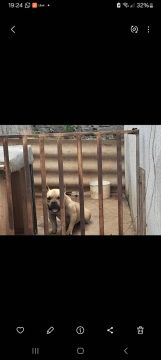 American bully macho adulto 