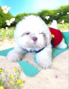 Filhote Shih Tzu - Fofo e Carinhoso