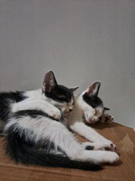 ADOÇÃO RESPONSÁVEL! 3 gatas Fêmeas.