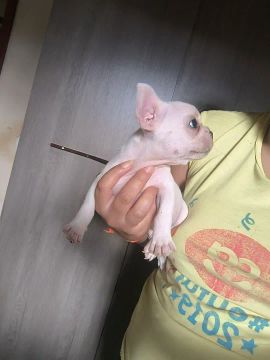  Bulldog Francês