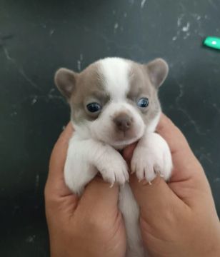 Chihuahua  Filhote Fêmea 