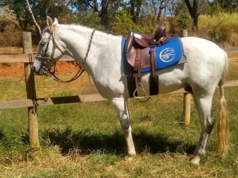 Cavalo Mangalarga Marchador 