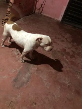 PIT MONSTER 