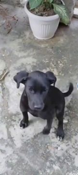 Raça SRD