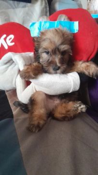 Yorkshire Terrier macho- Adorável!