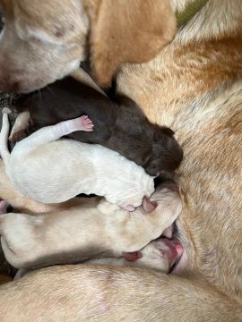 Filhotes de Labrador 