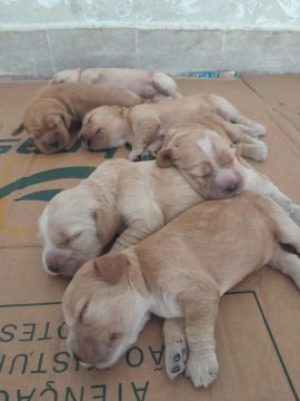 Filhotes de Cocker Spaniel Inglês