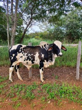 Gado vaca novilhas 