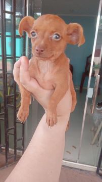Pinscher