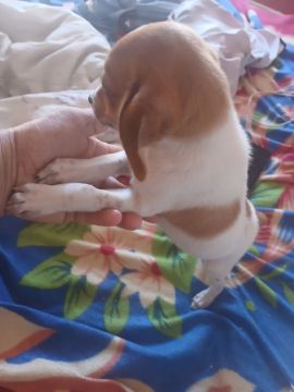 Vend Valor 100 BRL vó aqui a paulistinha pitoquinho 2 bem- * Eu também fugado Macho