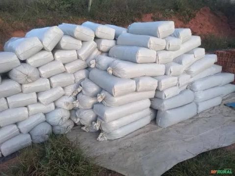 Silagem de capiaçu e cana de açúcar 