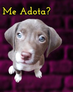 Doação Cachorrinha Fêmea Porte médio 