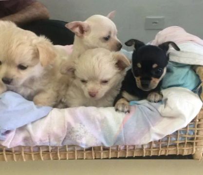 Chihuahua pelo longo legítimo disponível- vacinado - Adquira conosco e tenha segurança