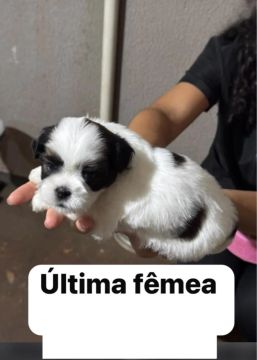 Filhotes Lhasa Apso, A partir de R$550,00