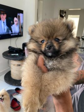 Lulu da pomerania