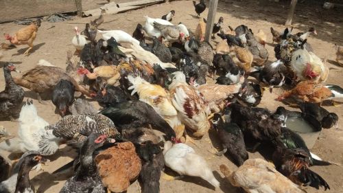Patos pra venda