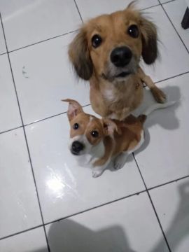 Doando mãe e filha mãe Basset 