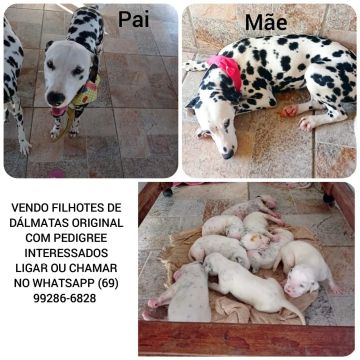 Filhotes de dálmatas originais 