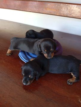 Filhotes Basset salsicha 