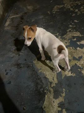 Cachorro filhote disponível para adoção