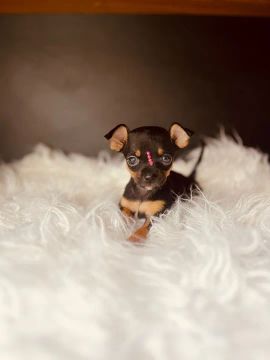 Lindos filhotes Pinscher a pronta entrega 