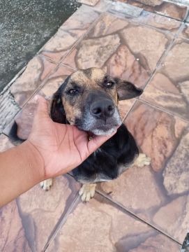 Cachorro para adoção - carinhoso e dócil