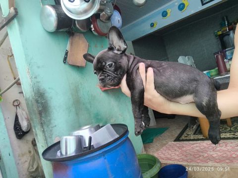  Bulldog Francês macho