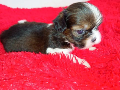 Machim Shih Tzu