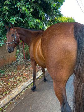 Vende-se cavalo macho 