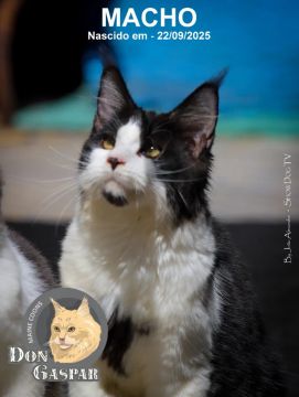 MAINE COONs filhotes (fotos reais)