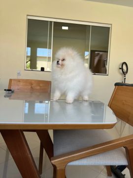 Lulu da pomerania ( Spitz ) 
