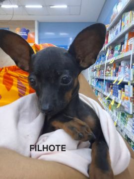 Filhote de Pinscher