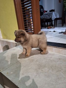Filhotão parece um ursinho  